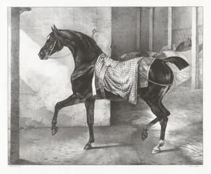 Cheval noir attaché dans une écurie