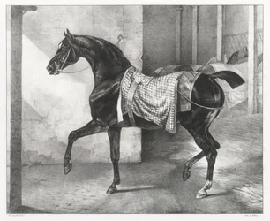 Cheval noir attaché dans une écurie