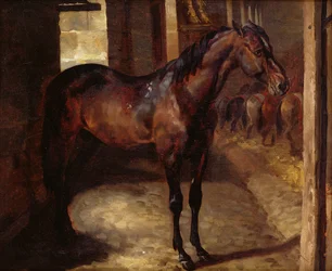 Cheval bai foncé dans l