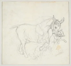 Âne tenant un chien dans sa gueule (recto) ; Étude de cerfs pourchassés par des chiens, tête de biche (verso)