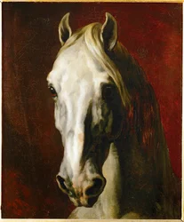 Tête de cheval blanc ...