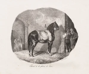 Cheval de la plaine de Caen