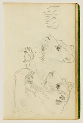 Études de la tête et des pattes avant d