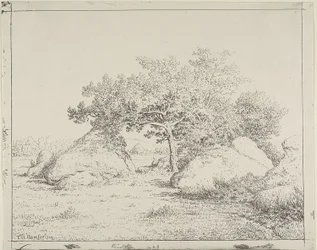 Cerisier à Plante à Biau