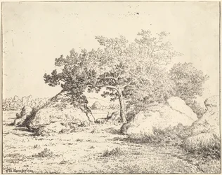 Le Cerisier de la Plante à Biau