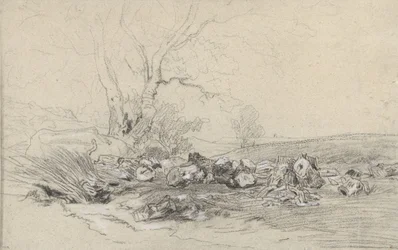 Arbres abattus