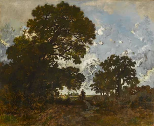 Le Hêtre dans la Forêt de L
