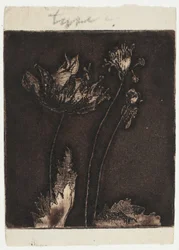 Derniers coquelicots
