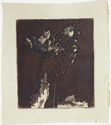Derniers Coquelicots