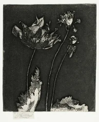 Derniers coquelicots
