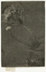 Coquelicot dans un vase