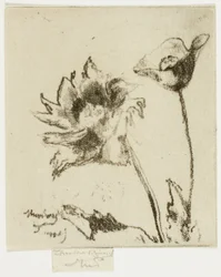 Deux fleurs