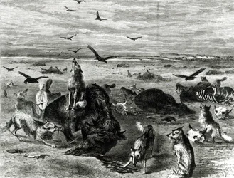 Massacre de bisons sur les plaines, de Harpers Weekly 1872