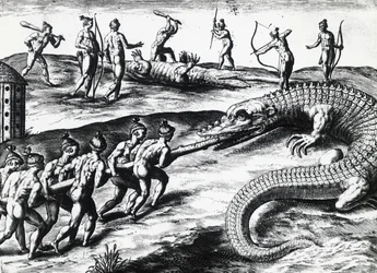 Chasse au crocodile en Floride, d
