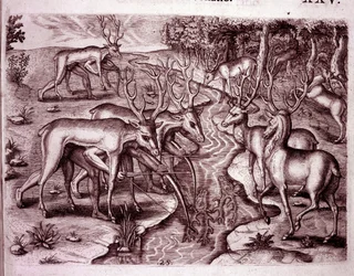 Indiens utilisant des peaux de cerf pour chasser d