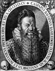 Portrait de Gaspard Bauhin, botaniste suisse, gravure par Theodore de Bry