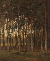 Vue dans les bois