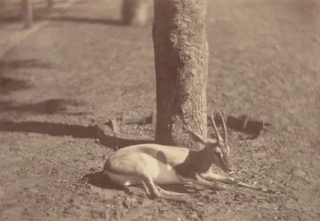 [Gazelle couchée contre un arbre]