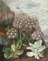 Auricules, vers 1802-1821, 1948