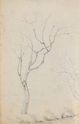 Étude de petits arbres avec des arbustes bas en dessous (verso)