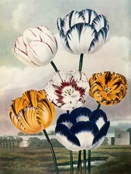 Tulipes, vers 1802-1821, 1948