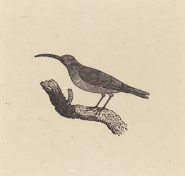 Un oiseau