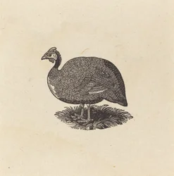 Pintade