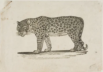 Léopard