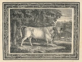 Le taureau sauvage de Chillingham