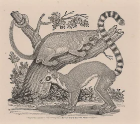 Deux lémuriens, de "Histoire générale des quadrupèdes"
