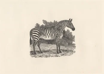 Zèbre