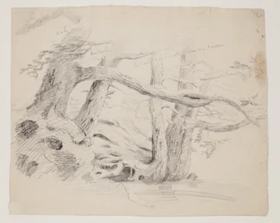 Chênes et pruches