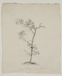 Jeune caryer