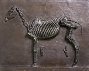 Squelette de cheval