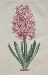 Le Magazine Botanique ou Jardin de Fleurs Exposé : Jacinthe de jardin, 1806
