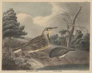 Alouette des prés et oiseau des neiges, de 