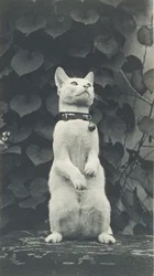 Chat dans la cour d