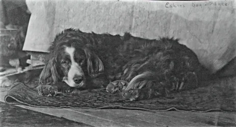 Le chien Harry d