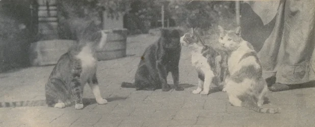 Quatre chats, vers 1895