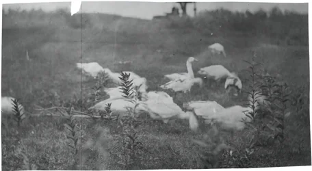 Oies sur le site de réparation du filet, Gloucester, N.J., 1881