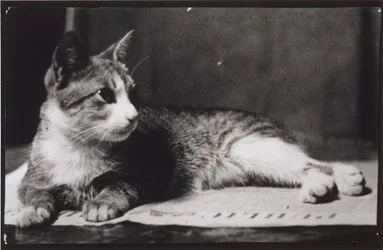 Le chat de Mrs. Thomas Eakins