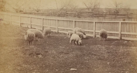 [Moutons dans un pâturage de la ferme d
