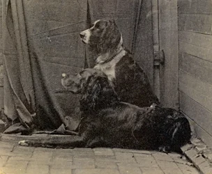 Chiens de Thomas Eakins, 1884
