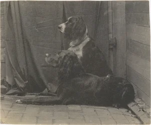 [Le chien Harry de Thomas Eakins et un autre setter]