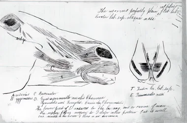 Étude Anatomique Sans Titre de la Tête d