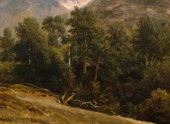Forêt de Romsdal