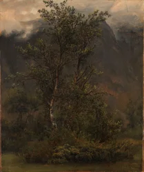 Étude de bouleaux à Romsdal