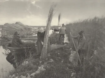 Pendant la récolte du roseau, 1886 (photo)
