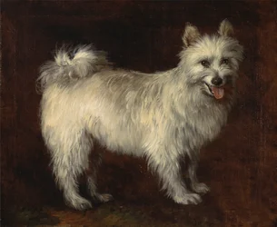Chien Spitz, un chien, vers 1765