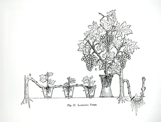 Couches de vignes, de 